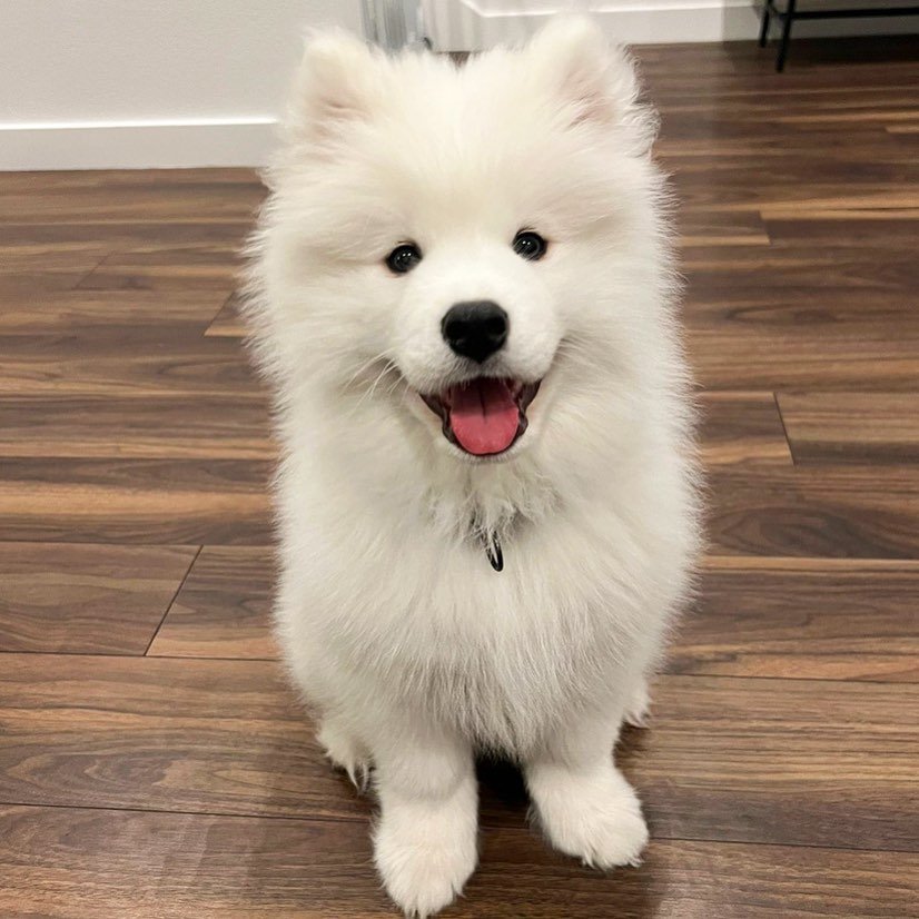 samoyed puppy for sale