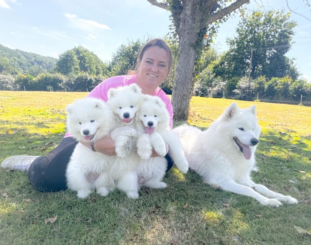 samoyed puppies for sale​