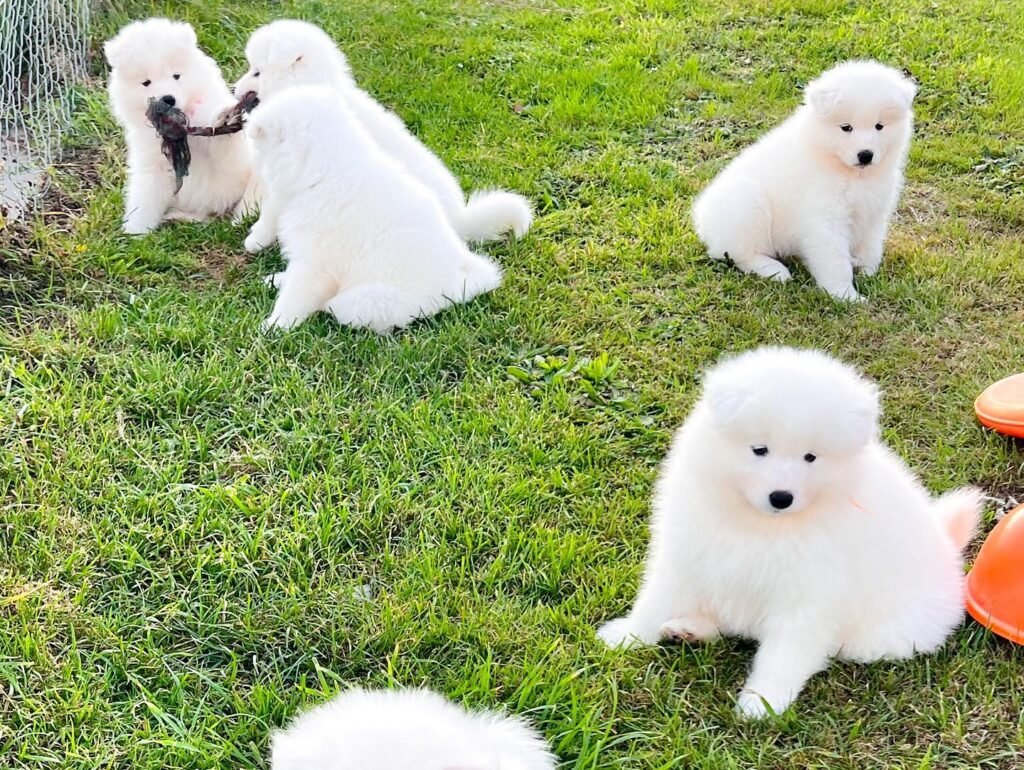 samoyed dog puppy for sale​