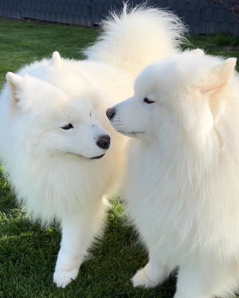 samoyed dog breeders