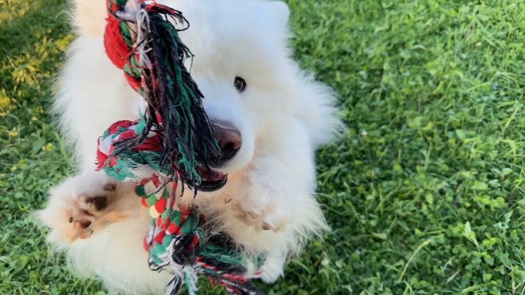 Are Samoyed Puppies Easy to Train
