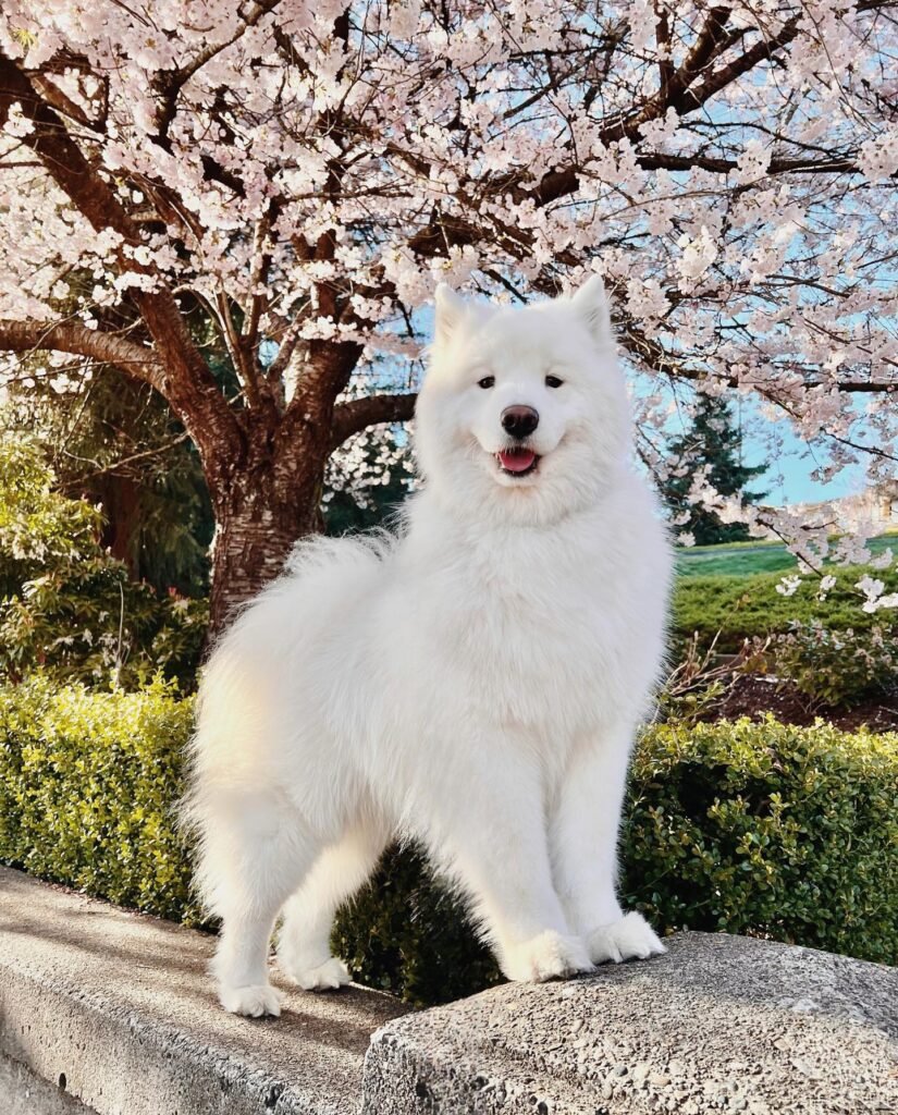picture of a samoyed puppy