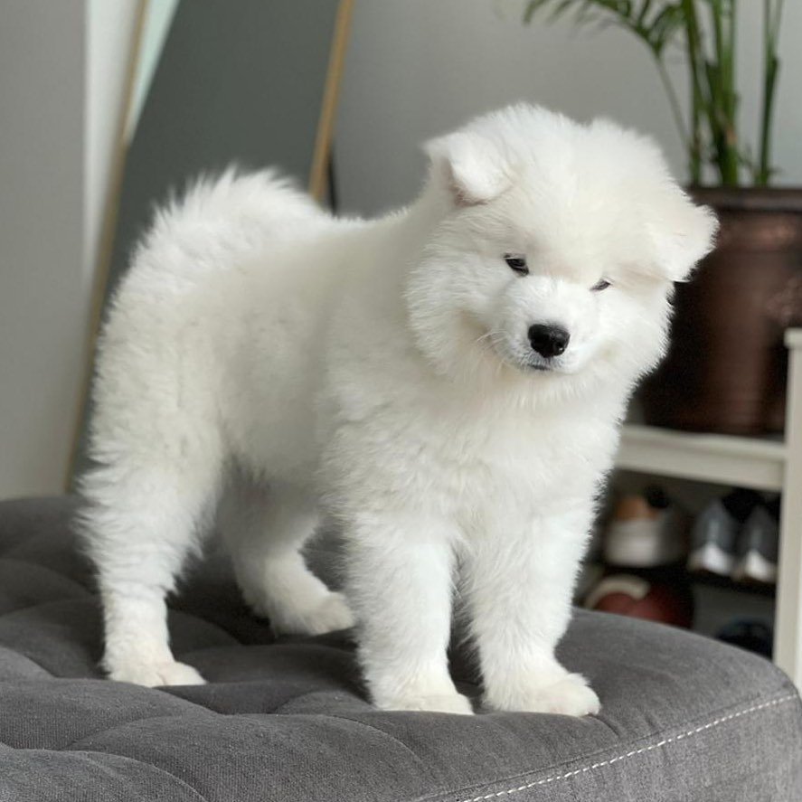 charlie the samoyed cloud