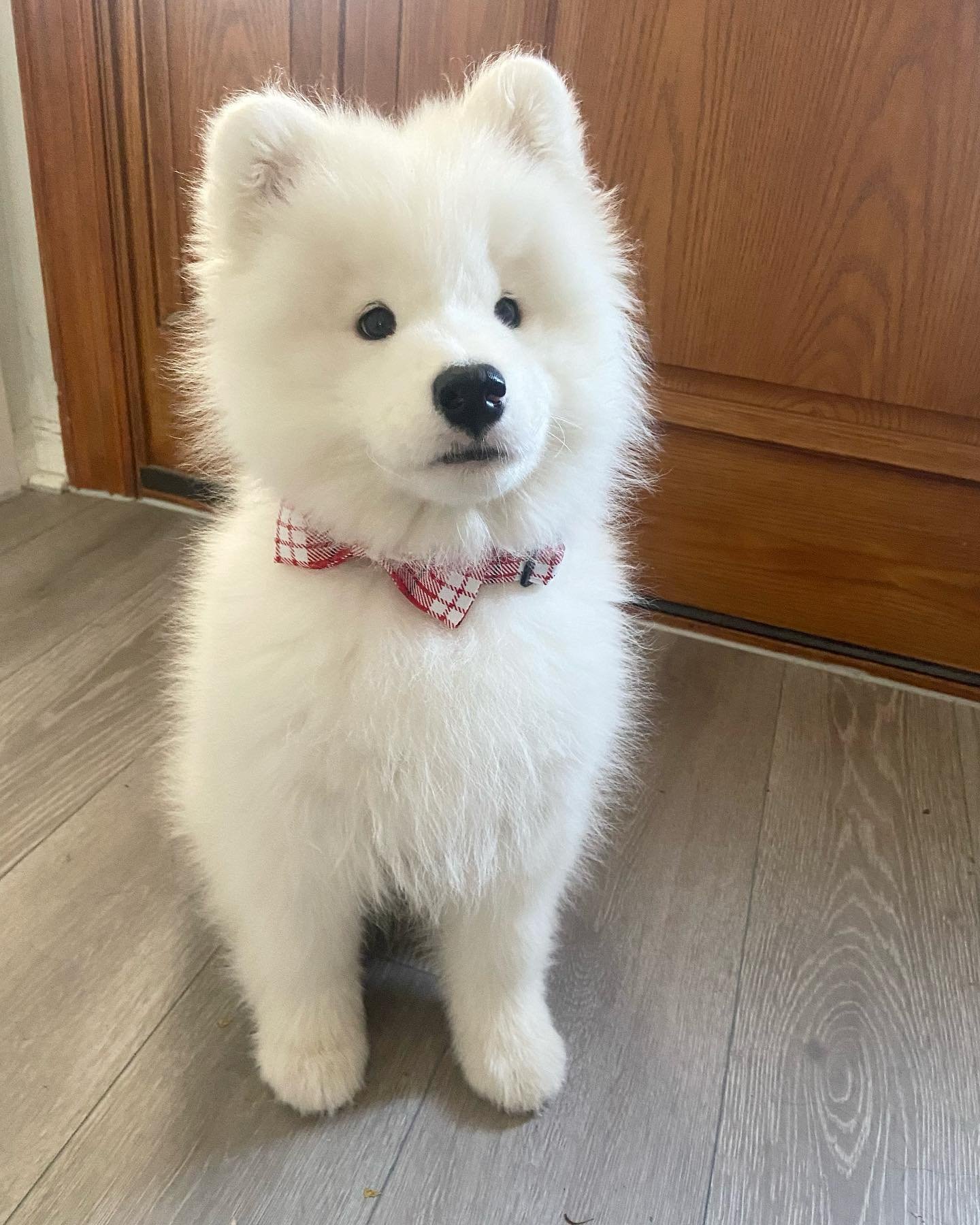 kingkaithesamoyed