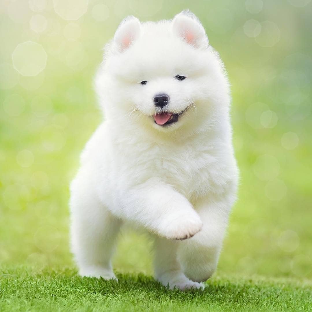 we love samoyed